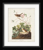 Pl 193 Lincoln Finch Fine Art Print