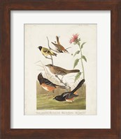 Pl 394 Chestnut Coloured Finch Fine Art Print