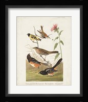Pl 394 Chestnut Coloured Finch Fine Art Print