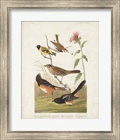 Pl 394 Chestnut Coloured Finch Fine Art Print
