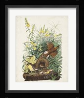 Pl 136 Meadow Lark Fine Art Print