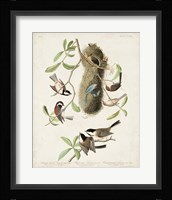 Pl 353 Black-capt Titmouse Fine Art Print
