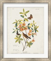 Pl 198 Swainson's Warbler Fine Art Print