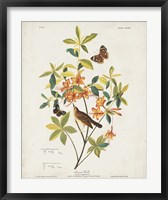 Pl 198 Swainson's Warbler Fine Art Print