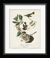 Pl 40 American Redstart Fine Art Print