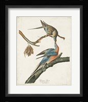 Pl 62 Passenger Pigeon Fine Art Print