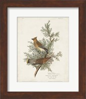 Pl 43 Cedar Bird Fine Art Print