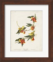 Pl 65 Rathbone Warbler Fine Art Print