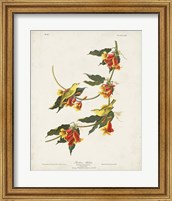 Pl 65 Rathbone Warbler Fine Art Print