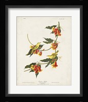 Pl 65 Rathbone Warbler Fine Art Print