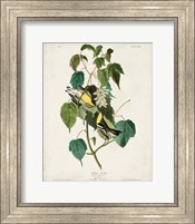 Pl 134 Hemlock Warbler Fine Art Print