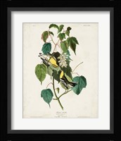 Pl 134 Hemlock Warbler Fine Art Print