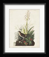 Pl 164 Tawny Thrush Fine Art Print