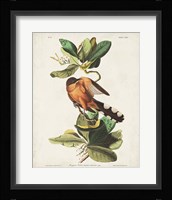 Pl 169 Mangrove Cuckoo Fine Art Print