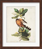 Pl 169 Mangrove Cuckoo Fine Art Print
