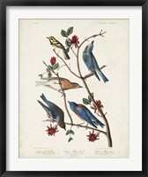 Pl 393 Townsend's Warbler Fine Art Print