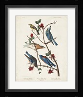 Pl 393 Townsend's Warbler Fine Art Print