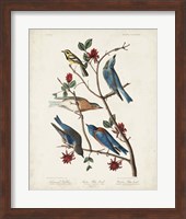Pl 393 Townsend's Warbler Fine Art Print