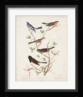 Pl 398 Lazuli Finch Fine Art Print