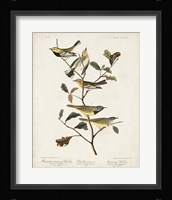 Pl 399 Black-throated Green Warbler Fine Art Print
