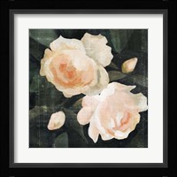 Soft Garden Roses I Fine Art Print
