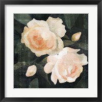 Soft Garden Roses I Fine Art Print