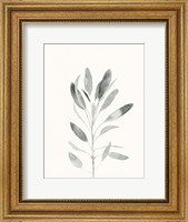 Delicate Sage Botanical II Fine Art Print