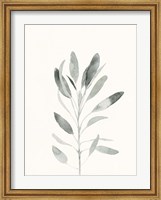 Delicate Sage Botanical II Fine Art Print