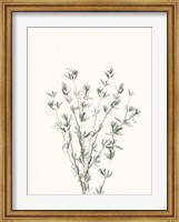 Delicate Sage Botanical III Fine Art Print