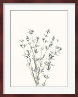 Delicate Sage Botanical III Fine Art Print