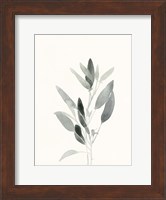 Delicate Sage Botanical IV Fine Art Print