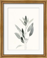 Delicate Sage Botanical IV Fine Art Print