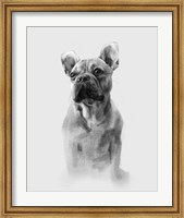 Pug Portrait I Fine Art Print
