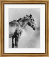 Charcoal Equine Portrait I Fine Art Print