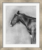 Charcoal Equine Portrait II Fine Art Print