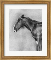 Charcoal Equine Portrait II Fine Art Print