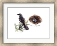 Bird & Nest Study I Fine Art Print