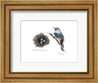 Bird & Nest Study II Fine Art Print
