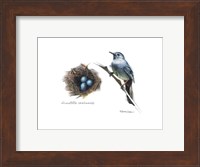 Bird & Nest Study II Fine Art Print