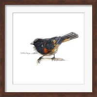 Songbird Study IV Fine Art Print