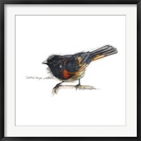Songbird Study IV Fine Art Print