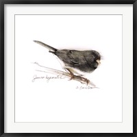 Songbird Study V Fine Art Print