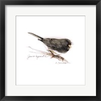 Songbird Study V Fine Art Print