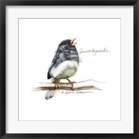 Songbird Study VI Fine Art Print