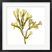 Suspended Seaweed I Fine Art Print