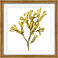 Suspended Seaweed II Fine Art Print