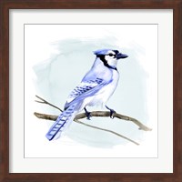 Coastal Blue Jay I Fine Art Print