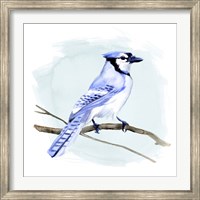 Coastal Blue Jay I Fine Art Print