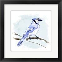 Coastal Blue Jay I Framed Print