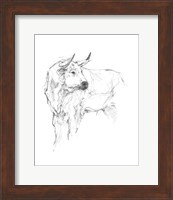 Bull Study II Fine Art Print